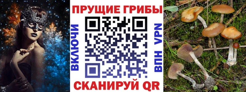 маркетплейс официальный сайт  Ртищево  Псилоцибиновые грибы Cubensis  закладки 